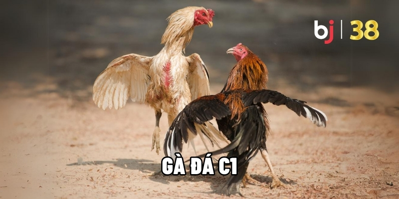 Gà đá C1